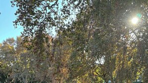 A park with a pond, benches, and trees. - Light-Filled North Perth Stay | Walk to Cafes | Stylish & Central (North Perth)