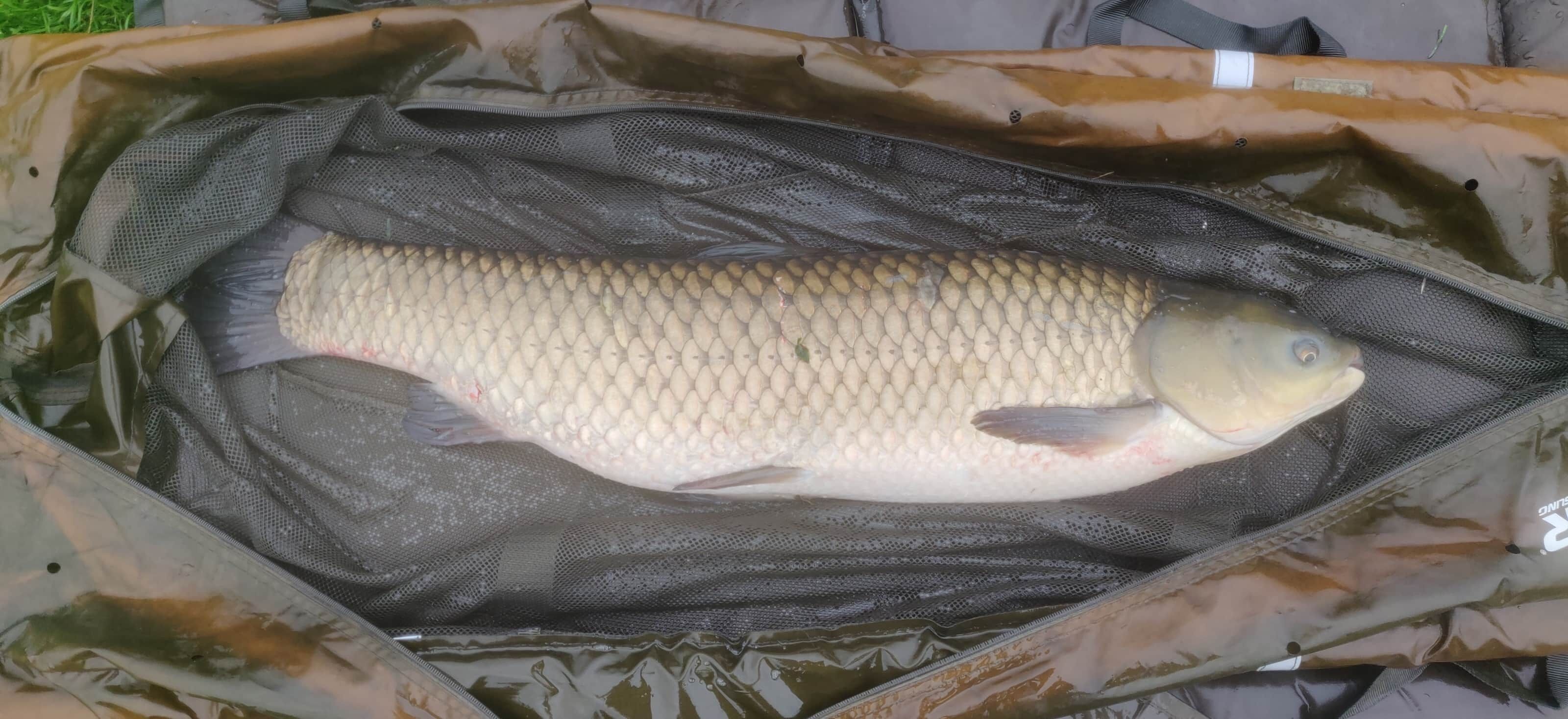 Un gros poisson dans un récipient muni d’un filet.
