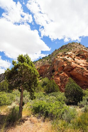 Un paysage naturel caractérisé par une formation rocheuse rouge imposante, un arbre isolé et divers arbustes.