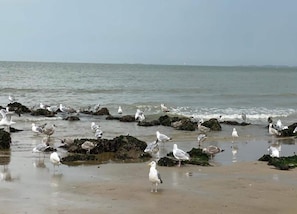 A beach with seagulls on rocks and the ocean in the background. - Spacious Modern Apartment in Knokke-heist (Knokke-Heist)