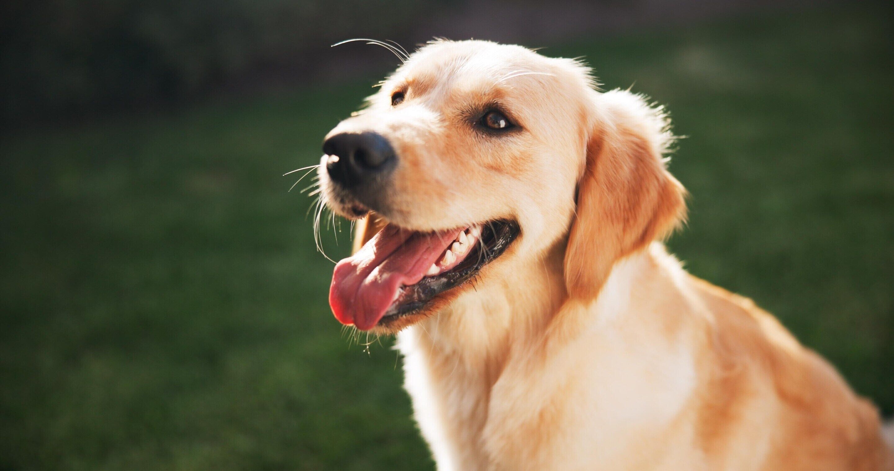 A close-up of a dog with a happy expression.