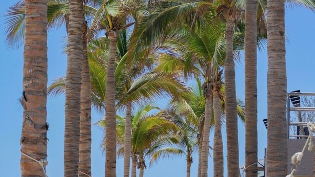 Eine Hängematte zwischen Palmen an einem Strand mit Blick auf das Meer.