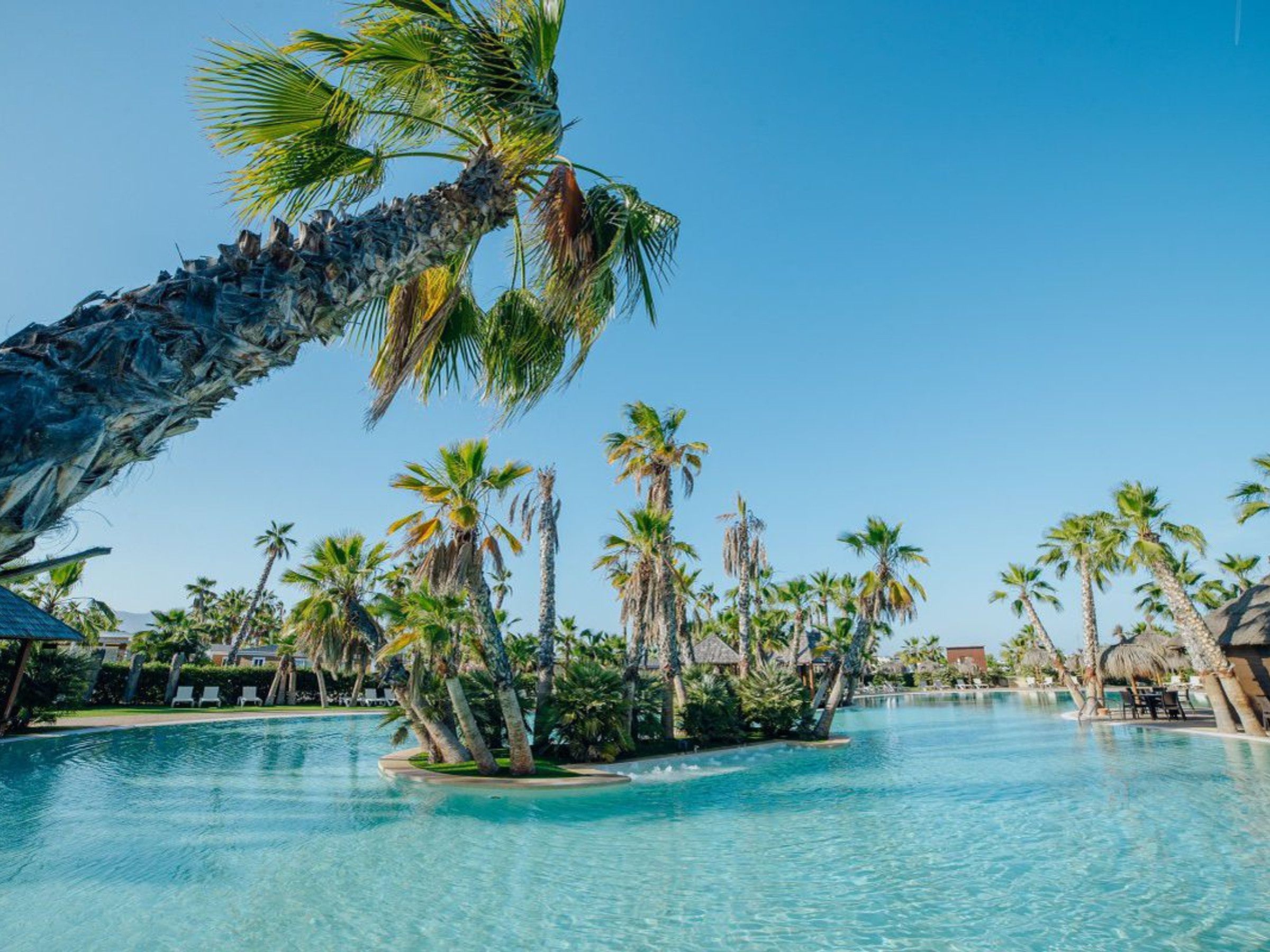 A clear blue pool surrounded by palm trees and lounge chairs.