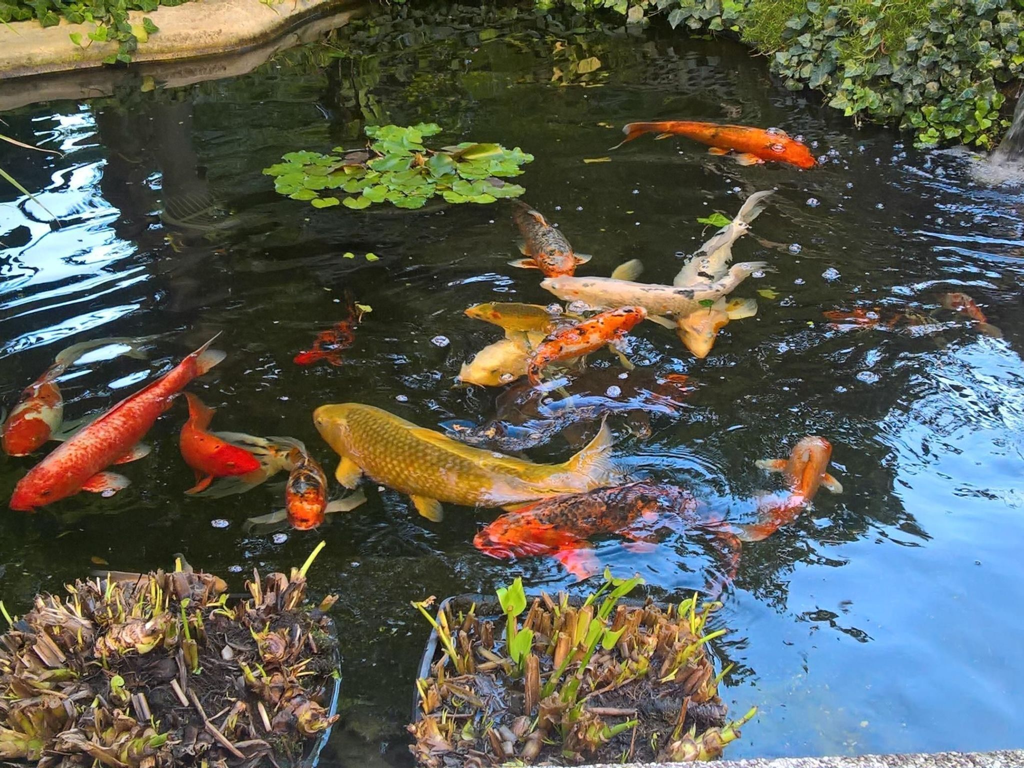 Divers