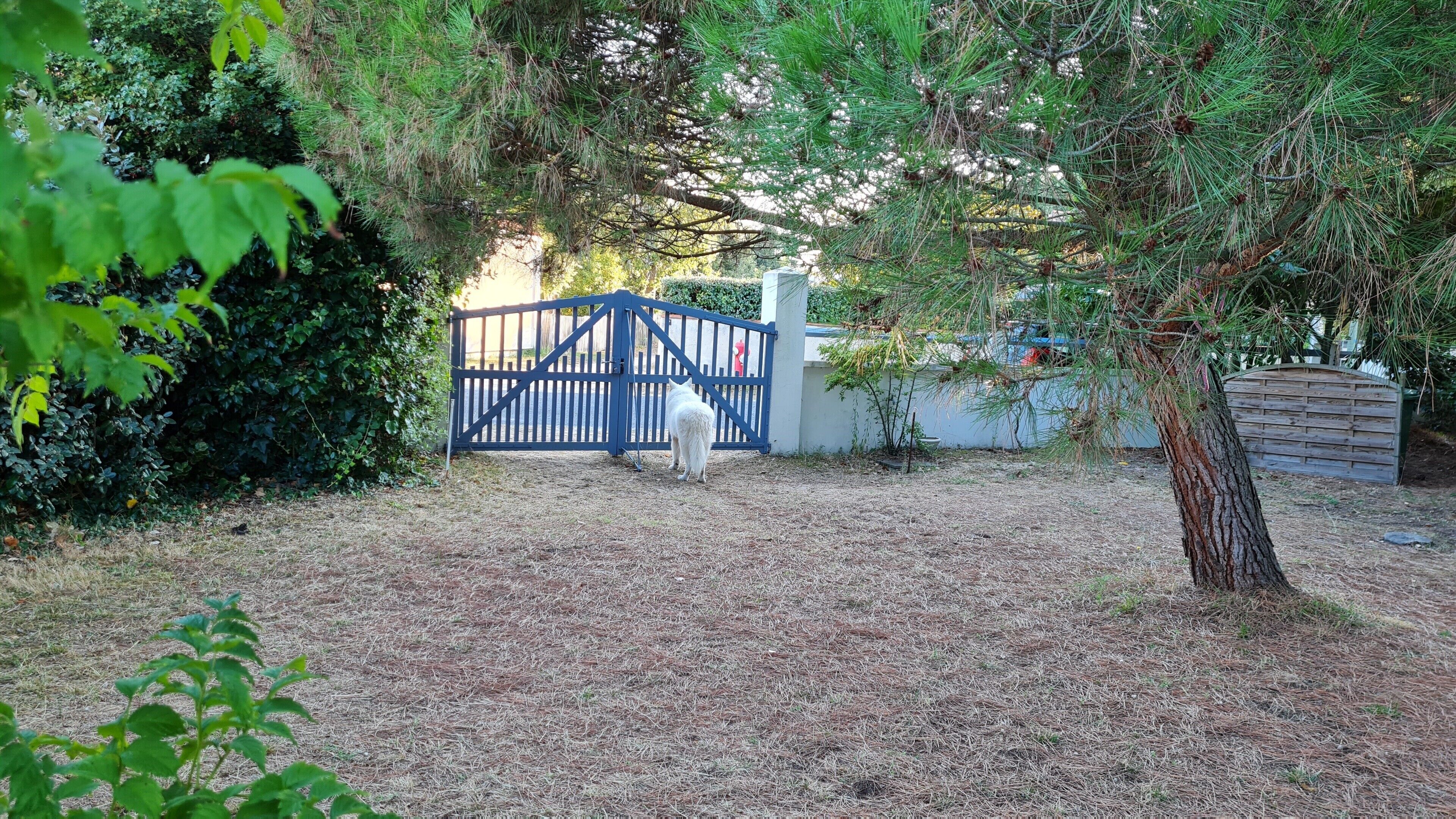 Une cour clôturée avec un portail, entourée d’un feuillage dense et d’un arbre.