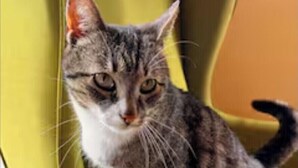 Eine Katze sitzt auf einem gelben Stuhl.