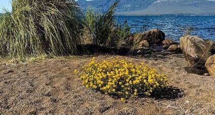 Cabañas Mountain Fox