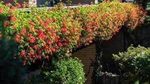 Un immeuble à plusieurs étages doté de balcons ornés de plantes en fleurs.