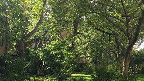 Ein üppiger Garten mit ausgewachsenen Bäumen, einem gepflegten Rasen und verschiedenen Sträuchern.