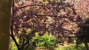 Ein Garten mit Kirschblüten, einem Picknicktisch und einer Bank.