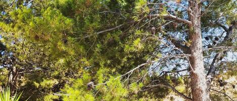 Áreas de la propiedad