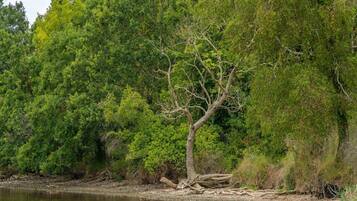 Orilla de río con follaje verde denso y un árbol con raíces expuestas.