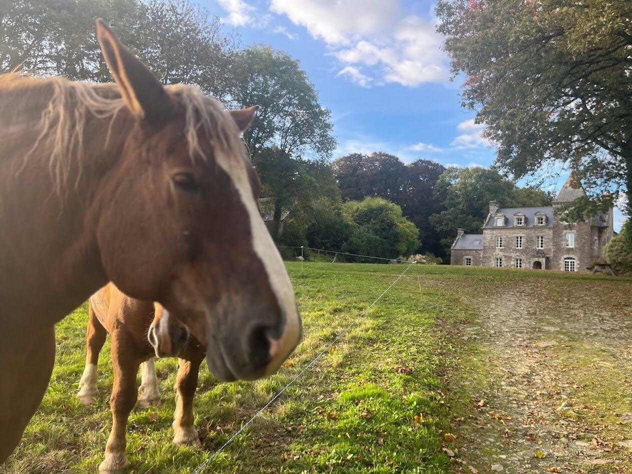 A horse grazing in a grassy field with a stone building in the background.