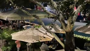 Un área de estar al aire libre con mesas y sombrillas, rodeada de vegetación y un árbol.