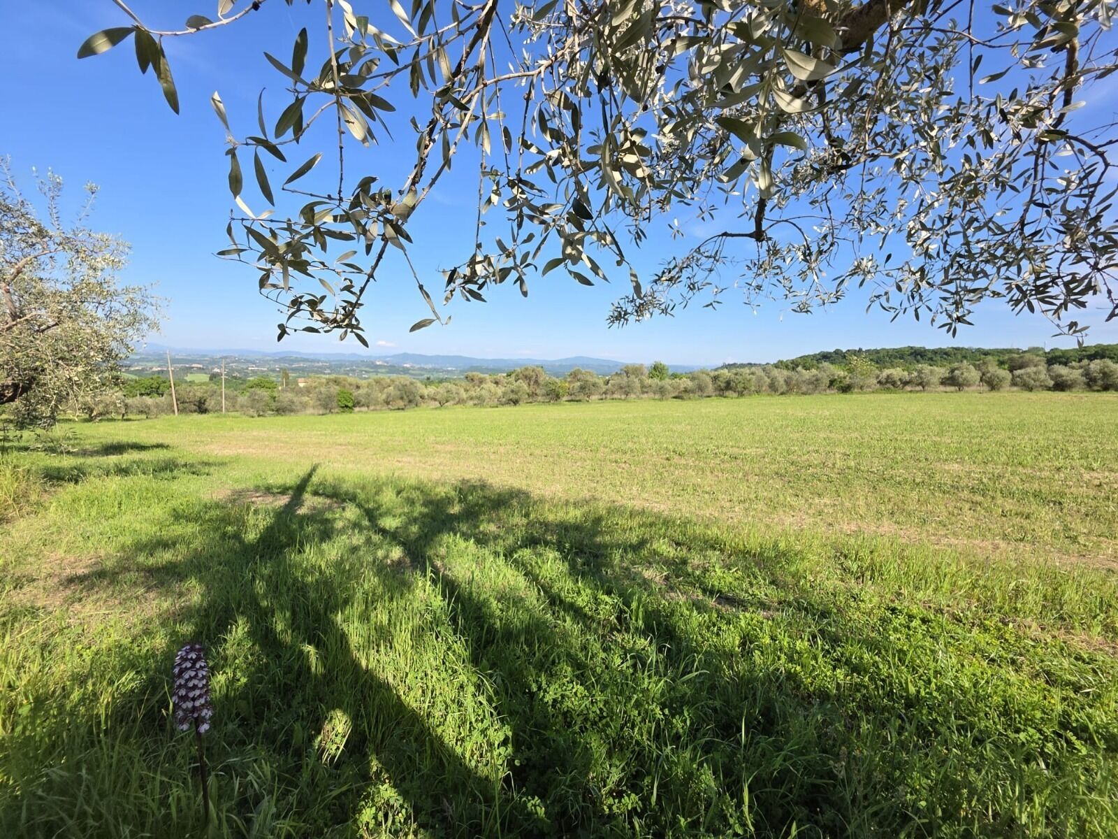 Un campo cubierto de hierba con una rama de árbol sobre él, cielo despejado y colinas lejanas.