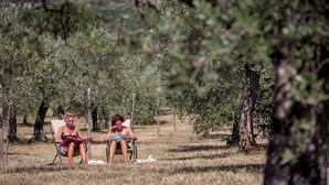 Two people seated in an outdoor area with trees and grass. - Villa with pool surrounded by an olive grove (Assisi)