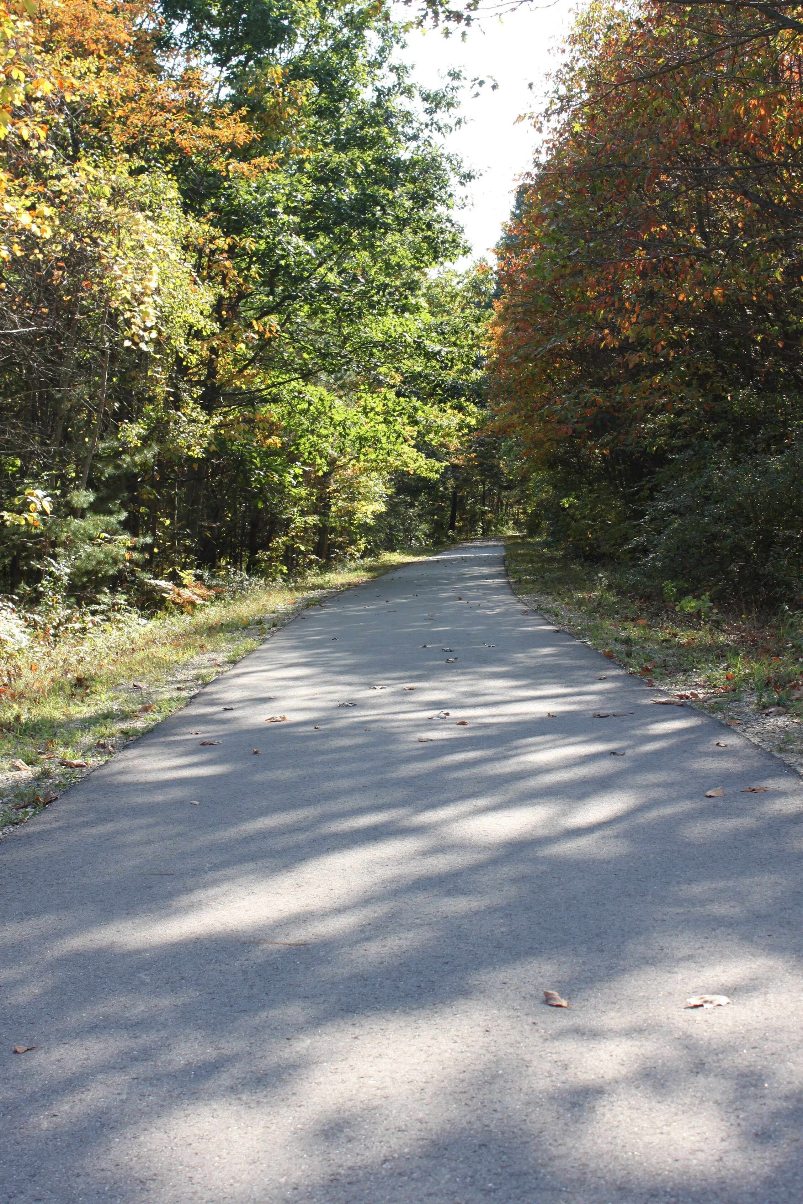 A paved road flanked by trees with autumn foliage.