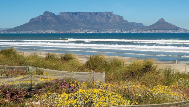 Ein Küstenblick mit einem markanten Berg im Hintergrund, einem Sandstrand und verschiedenen Wildblumen im Vordergrund.