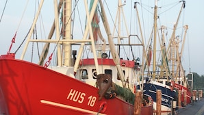 A row of boats docked at a marina. - Hekmat Apartments Fernsicht Schobüll (Husum)