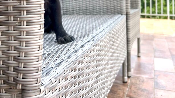 Un chien noir est assis sur un banc en osier.