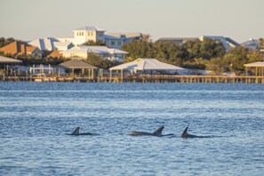 Miscellaneous - New Listing: 4BR/3BA Heated Pool & Spa; Sleeps 18 (Pensacola)