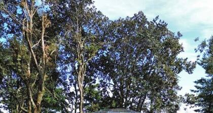 Incredible geodesic glass dome in the middle of the forest of Mineral del Chico.