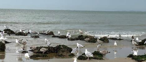 Appartement | Plage