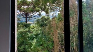 Une fenêtre donnant sur un feuillage dense et un ciel dégagé.