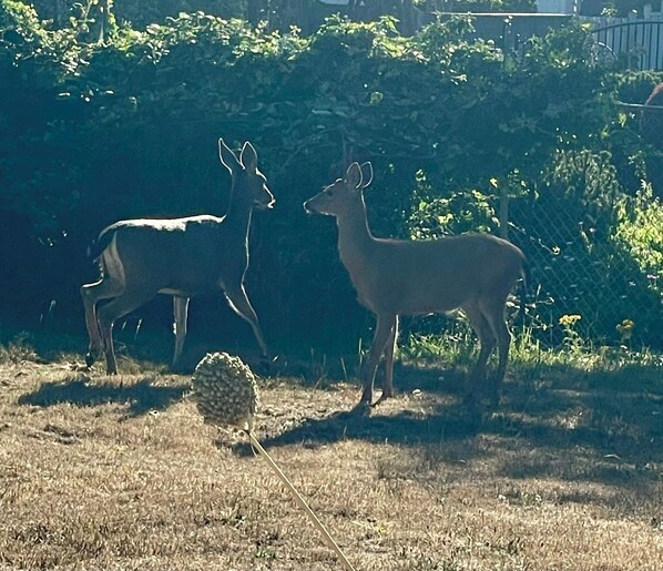 Two deer in a fenced outdoor area with dry grass and a pine cone on the ground. - Sea Renity Cottage (Brookings)
