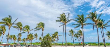 A beachside area with palm trees, a grassy lawn, and a pathway leading to the beach.
