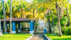 Un espacio de estar al aire libre techado, con techo de baldosas, rodeado de palmeras y follaje.