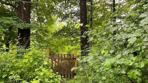 A forested area with a wooden gate, surrounded by dense green foliage and trees.