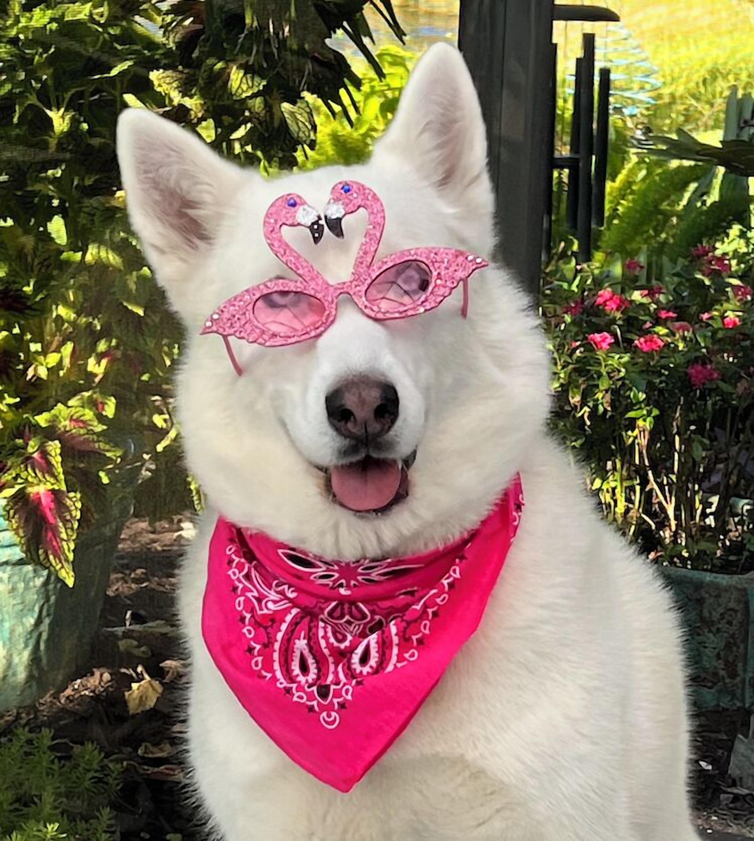 Un chien blanc avec des accessoires roses.