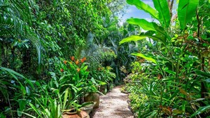 Un sendero estrecho rodeado de exuberante follaje tropical.