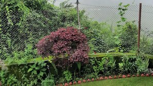 Een tuin met verschillende planten en een gaashek.