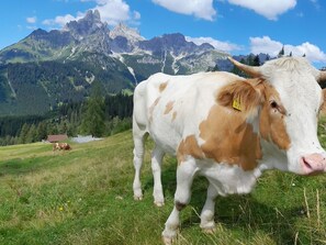 Nicht klassifiziertes Bild, 5 von 25, Schaltfläche