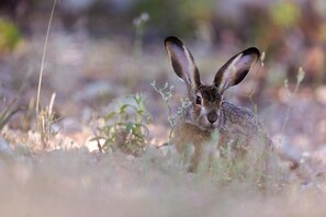 Miscellaneous - COMFORTABLE HOME IN THE HEART OF NATURE (Urtaca)