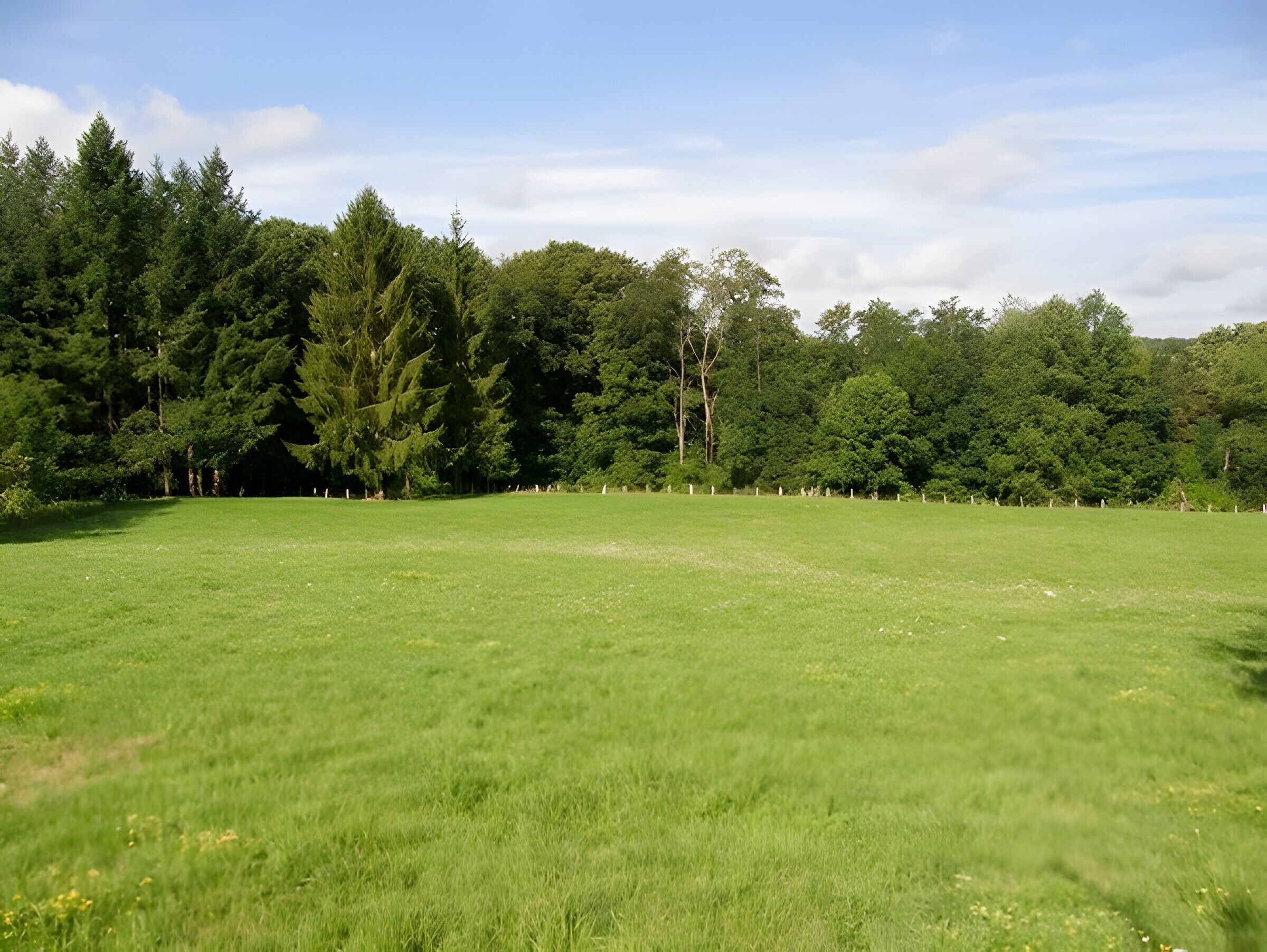 A grassy field with trees in the background.