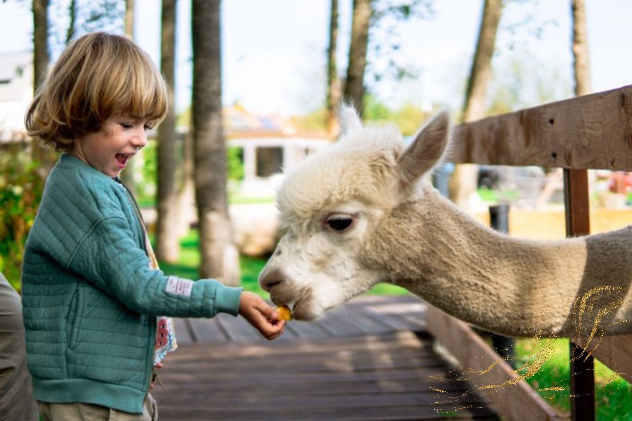 A child feeding a llama at a zoo enclosure.