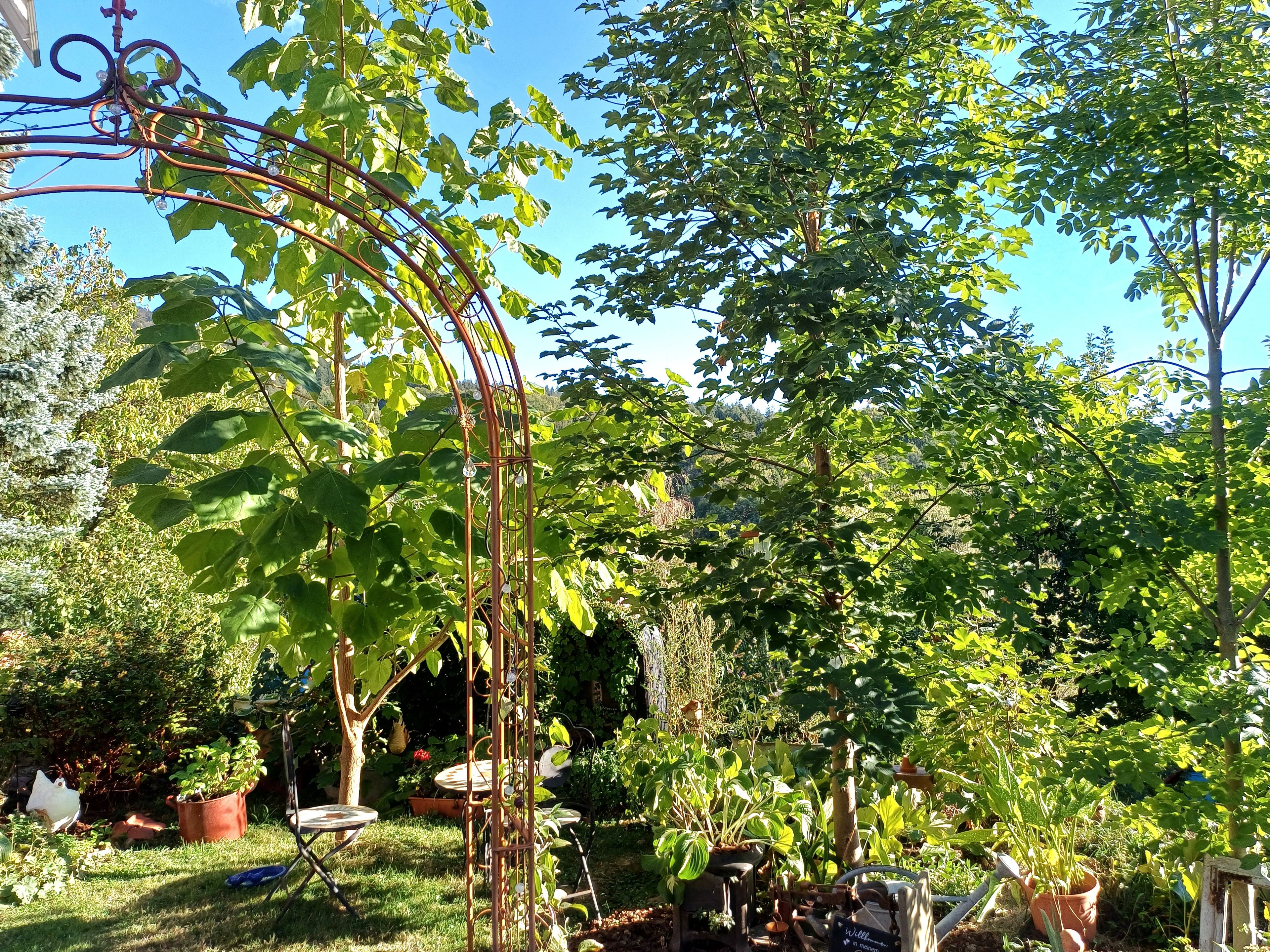 A garden with a metal trellis structure, potted plants, and a variety of greenery.