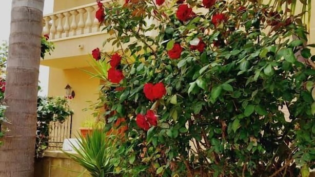 A yellow building with a balcony, surrounded by lush greenery and red flowers. - Residence Marino (Balestrate)
