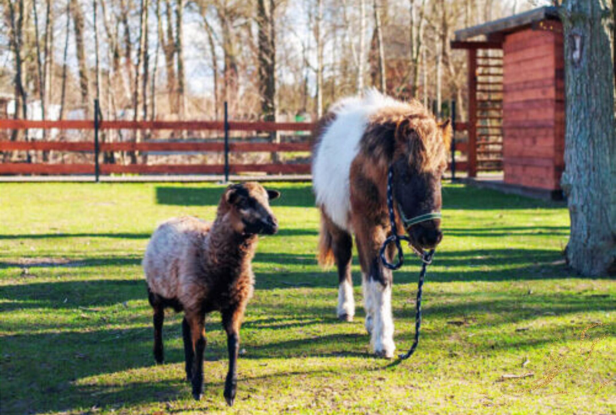 A pony and a lamb in a grassy area with a wooden fence and a red building in the background.