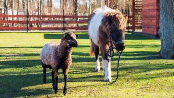 A pony and a lamb in a grassy area with a wooden fence and a red building in the background.