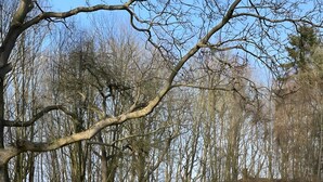 Ein Außenbereich mit Korbmöbeln und weichen, weißen Decken, umgeben von Bäumen und einer grünen Wiese.