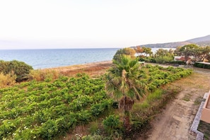 A coastal landscape with a dirt path leading to a building, a palm tree, and a view of the sea. - Seaheaven House B4 - Beachfront Nest Memi Koroni (Pylos-Nestoras)