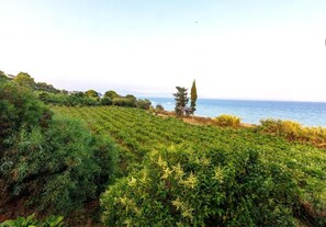 A coastal landscape with a grassy area and a tree in the distance. - Seaheaven House A2 - Beachfront Nest Memi Koroni (Pylos-Nestoras)