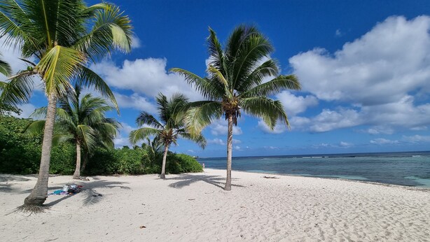 Une plage de sable fin, bordée de palmiers, sous un ciel bleu et dégagé.