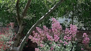 Un jardín con terraza de madera, un árbol y plantas con flores.