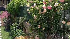 Un jardín con diversos maceteros y un árbol de flores rosadas.