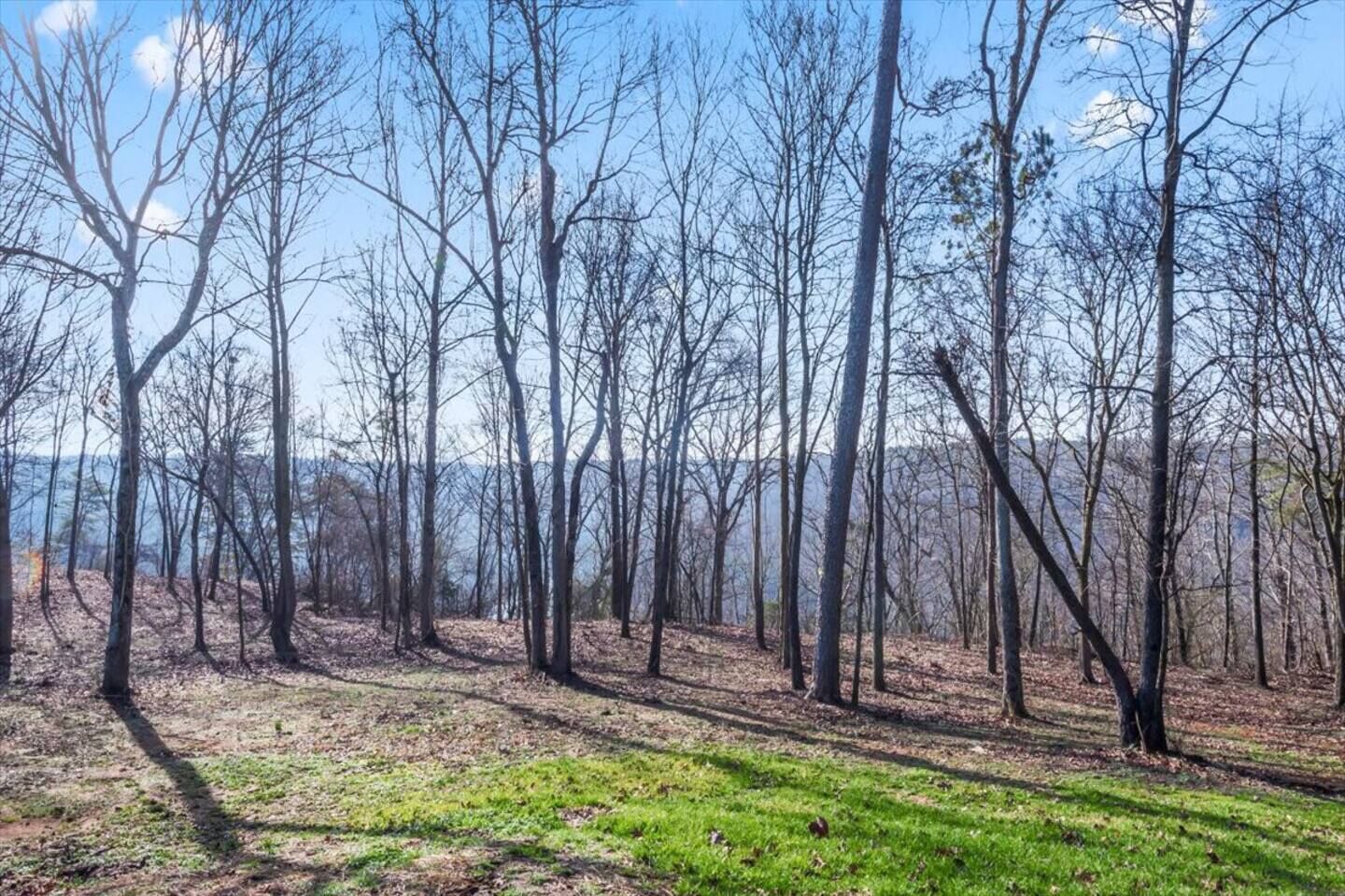 A forested area with tall trees and a clear sky.